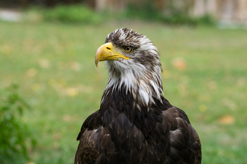 junger Weißkopfseeadler seitlich Profilansicht Natur im Hintergrund