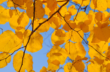 Yellow leaves of linden against the sky and the backlight. Autumn background from leaves of a linden. Yellow autumn leaves