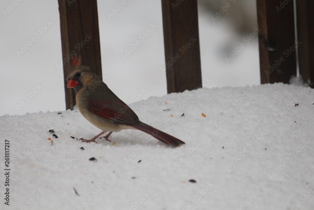 Sticker Cardinal in Snow