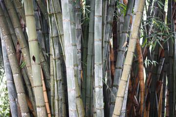 Bamboo old forest background. Sri Lanka, botanical garden in Kandy.