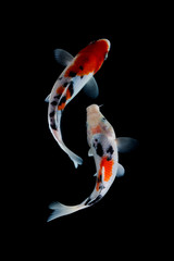 Koi fish showa Black background