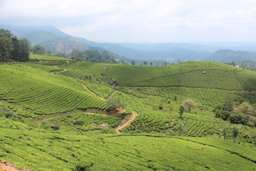 tea garden of kerala