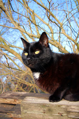 schwarzer Kater mit weißer Serviette