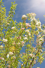Apfelbaum im Frühling