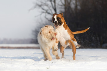 Hunde toben und spielen auf einem schneebedekten Feld im Winter 