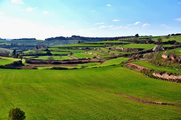 Fototapeta na wymiar Spring in Catalonia; Green cereal fields