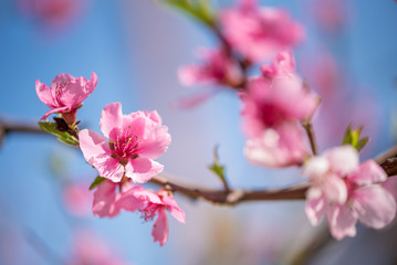 Fototapeta na wymiar Pink cherry blossoms in springtime