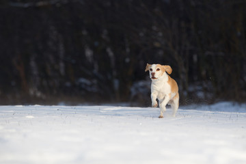 Beagle im Schnee