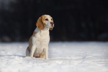 Hund Beagle im Schnee Hündin in schöner Färbung am sonnigen Wintertag
