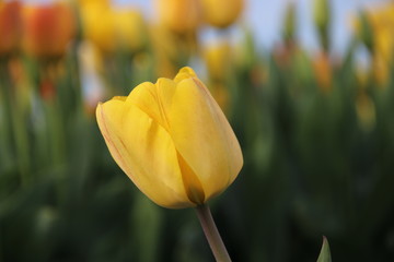 Yellow tulips in rows on flower bulb field in Noordwijkerhout in the Netherlands