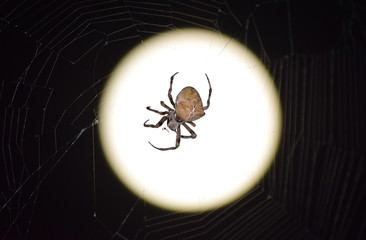 Araneus Spider on background of the moon