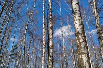 Birch and sky