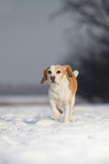 Hund Rassehund Beagle rennt durch den Schnee