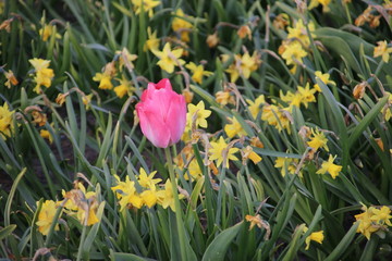 Pink tulips in rows on flower bulb field in Noordwijkerhout in the Netherlands