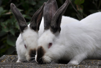Obraz premium Californian breed rabbits