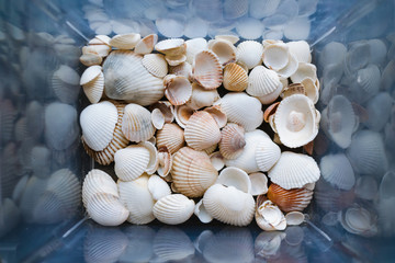 Fototapeta na wymiar Shells of many sizes are found on our shelling beaches. Close-up view of seashells in the box.