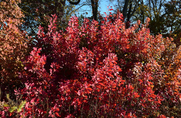 Autumn color leaves of cotinus coggygria.