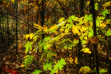 autumn leaves in the forest destroyed by smog