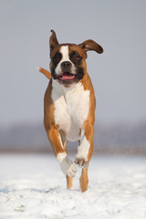 Hund Boxer tobt und spielt im Schnee 