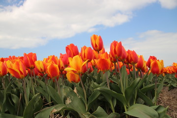 Orange tulips in rows on flower bulb field in Noordwijkerhout in the Netherlands