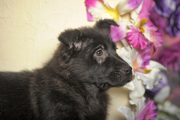 black puppy on a background of flowers in the studio