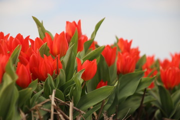 red tulips in rows on flower bulb field in Noordwijkerhout in the Netherlands.