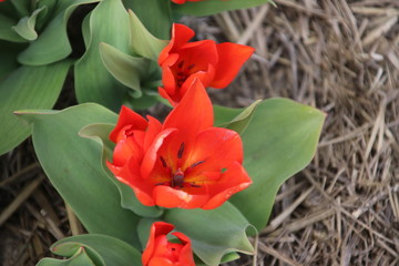red tulips in rows on flower bulb field in Noordwijkerhout in the Netherlands.