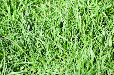 Fototapeta na wymiar Background of lawn grass. Stems and leaves of green soft lawn grass.