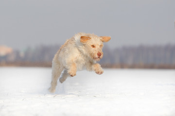 Hund Mischlingshündin im Schnee jagd und tobt und spielt