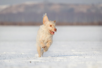 Hund Mischingsh&uuml;ndin spielt im Schnee