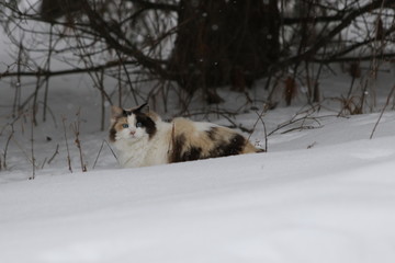 Obraz premium cat exploring winter