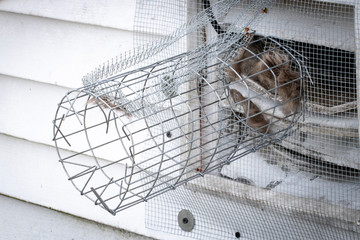 One way exclusion tunnel and wire mesh installed to eliminate rodents in attic; animal hair and...