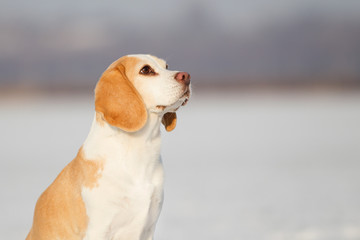 Rassehund Beagle im Schnee 