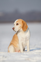 Hund hübscher Beagle im Schnee mit gesenktem Kopf