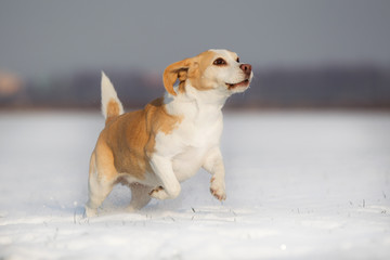 Hund Beagle spielt im Schnee an einem sonnigen Wintertag auf einem schneebedeckten Feld