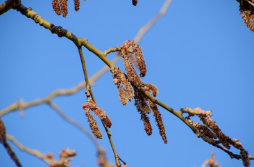 Blooming silver poplar. Silver poplar tree in spring. Poplar