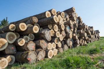 enormes grumes de peupliers 