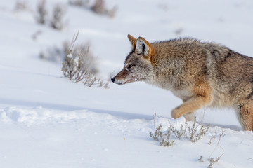 coyote in snow