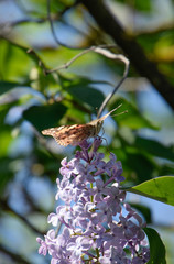 Butterfly rash on lilac colors. Butterfly urticaria.