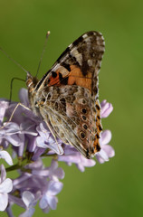 Butterfly rash on lilac colors. Butterfly urticaria.