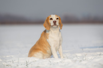 Hund Rassehund Beagle im Schnee