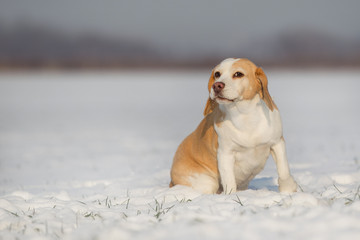 Beagle im Schnee, niedliche Hündin sitzt auf einem Feld voll von Schnee, Schneelandschaft
