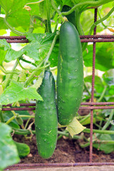 Obraz premium The growth and blooming of garden cucumbers - close up