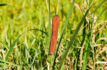cattail growing near the rice field. Thickets of cattail. Brown basket with seeds