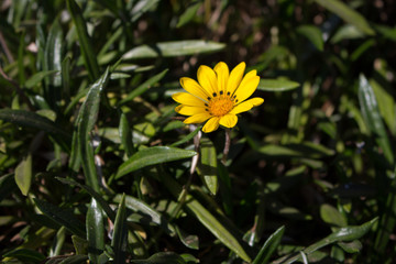 Yellow flower in green grass. Blossom and gardening concept. Spring and summer meadow. Fresh plants in the field. Spring concept.