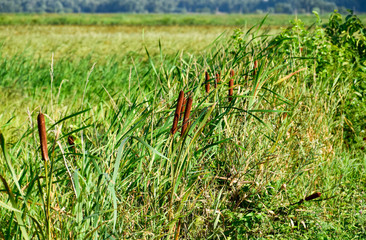 cattail growing near the rice field. Thickets of cattail. Brown basket with seeds