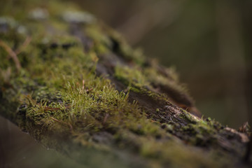 Moss and lichen