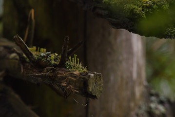 Moss and lichen