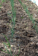 jeunes plants d'échalottes et d'oignon au potager bio