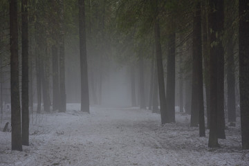 Obraz premium Foggy forest path.